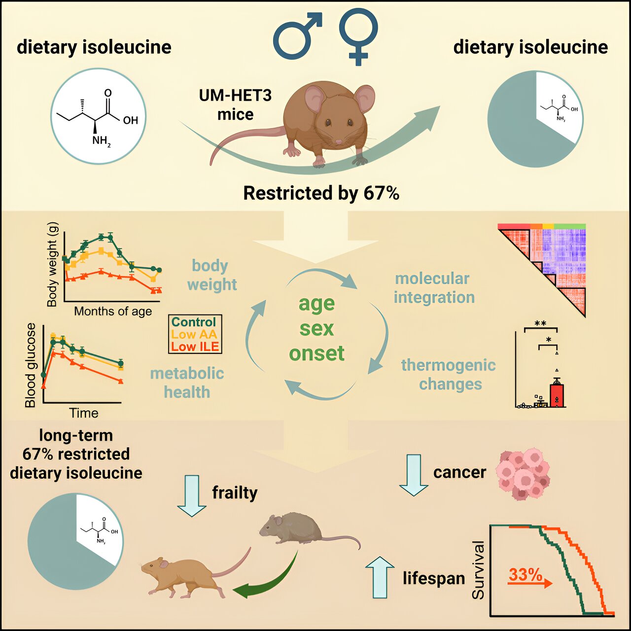 Study: Mice that ate less of an obesity-associated amino acid lived longer, healthier