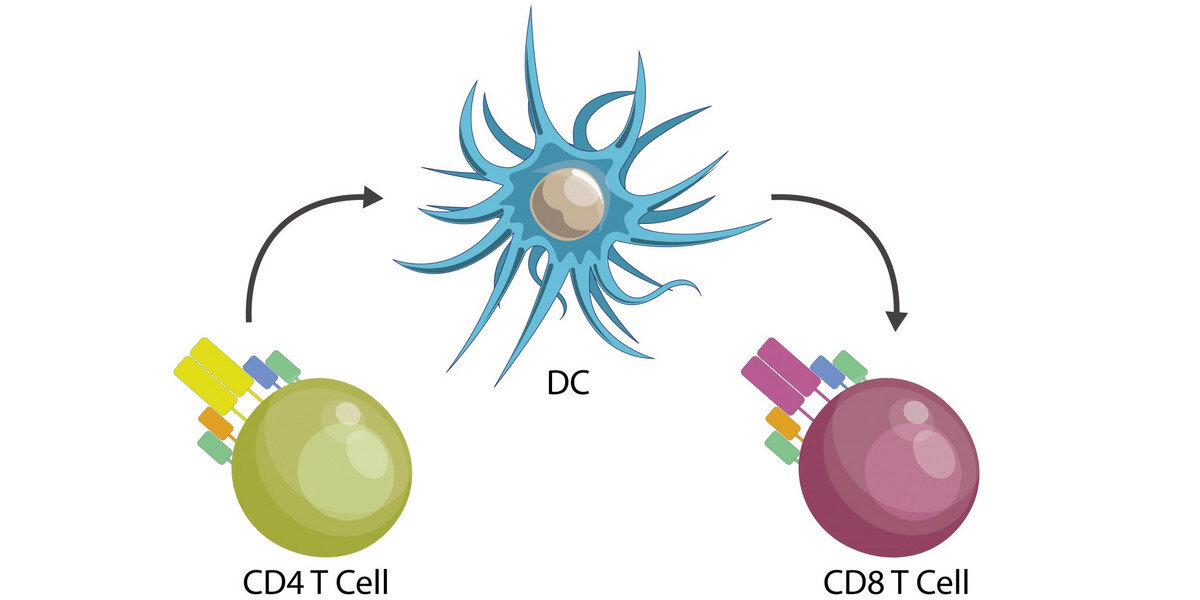 Komórki T pomocnicze określają przebieg choroby w infekcjach wirusowych, takich jak COVID-19: badanie