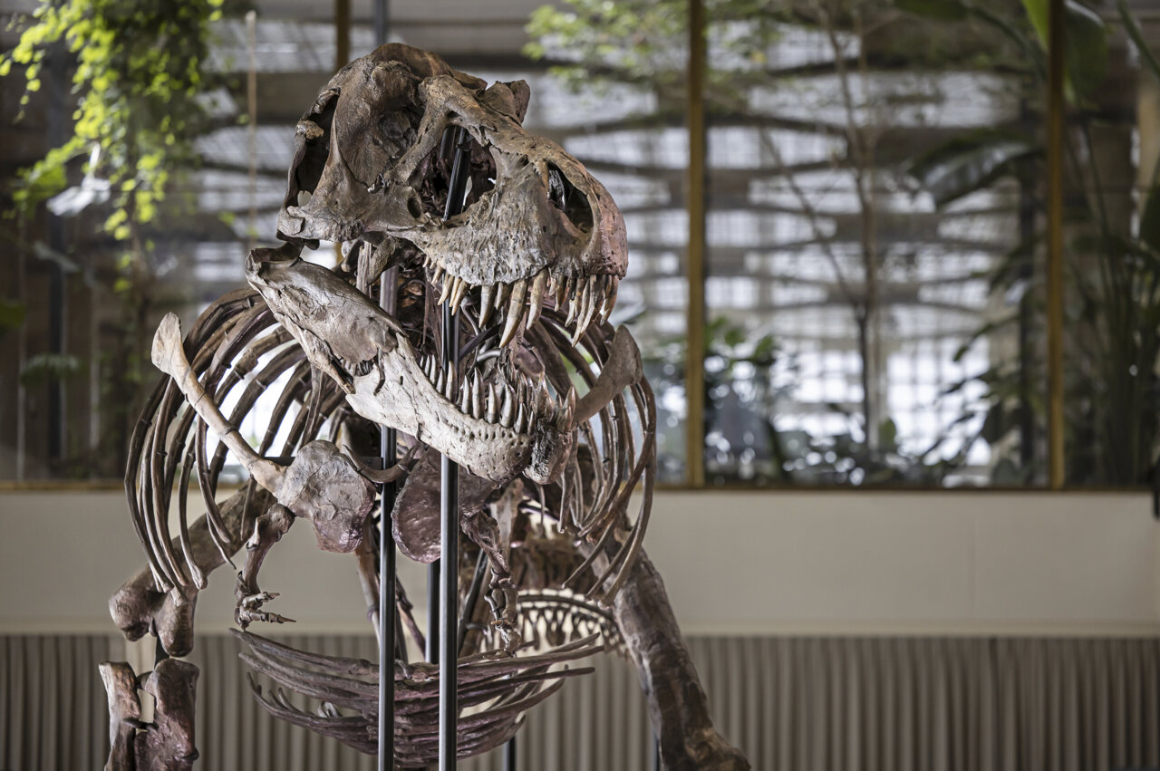 What a Tyrannosaurus Rex Skull Tells Us About Its Intelligence