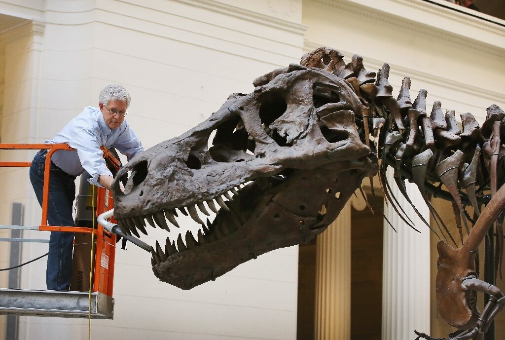 #T-Rex skeleton to go under hammer in Switzerland