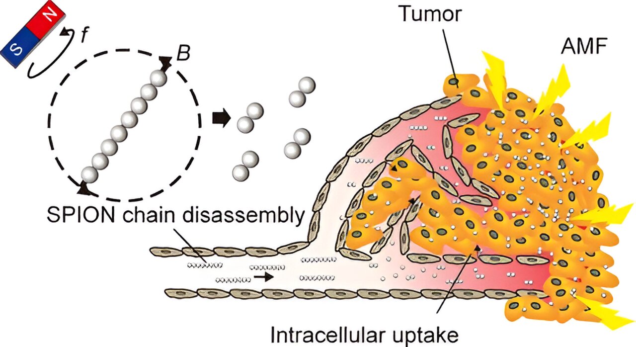 Read more about the article Workforce elucidates mechanism for maximizing therapeutic results of magnetic nanotherapeutics for most cancers