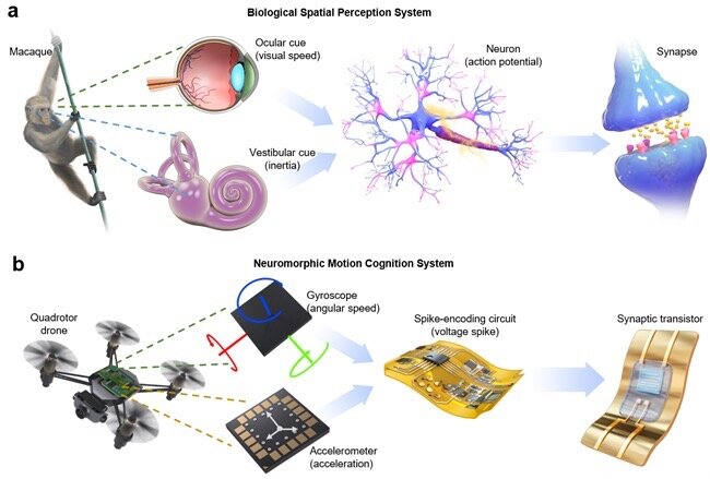 Human brain stimulated by artificial synaptic device