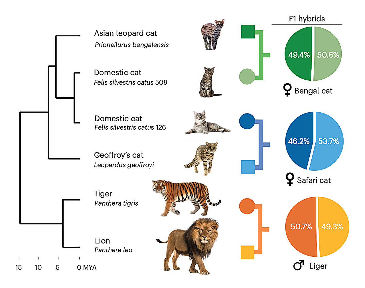 Genome sequencing project reveals new secrets about cat evolution