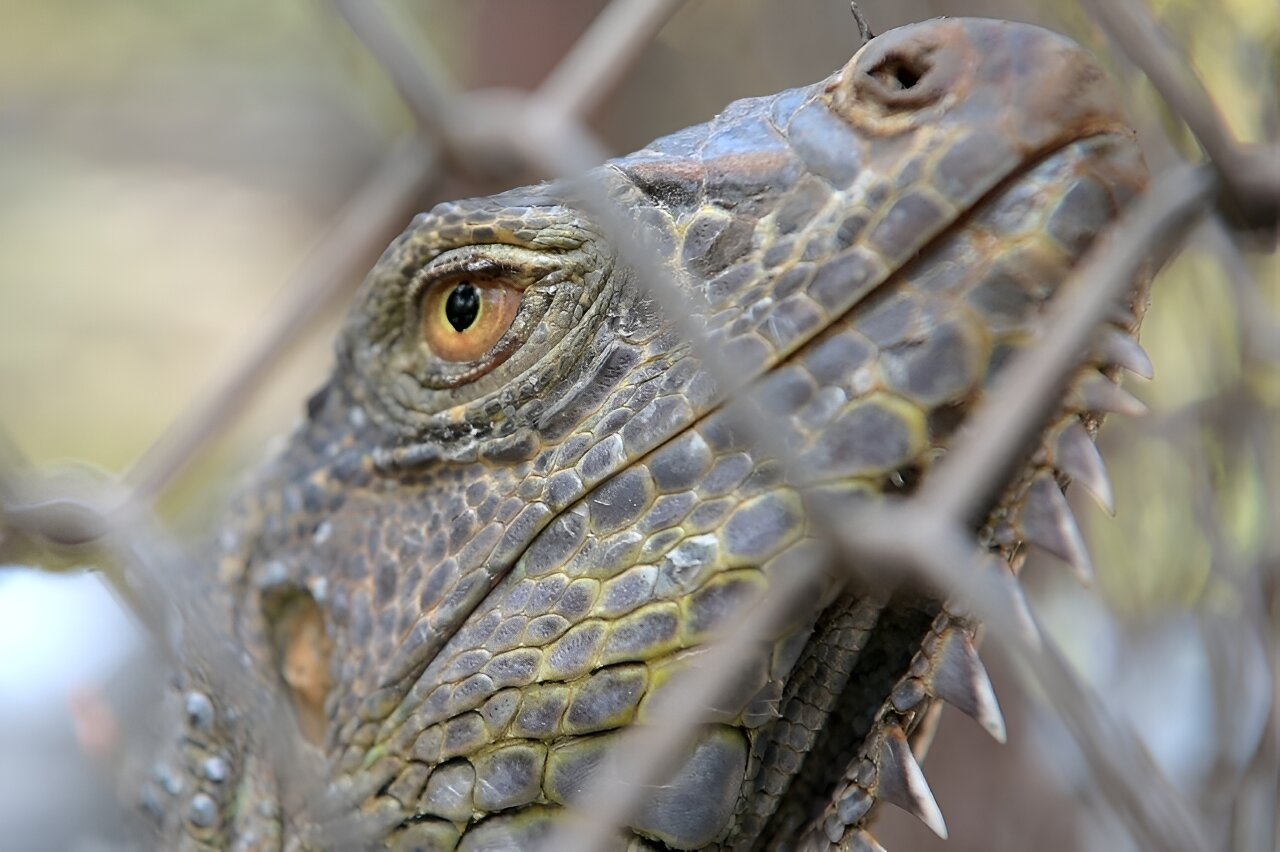 Thailand rounds up rogue reptiles