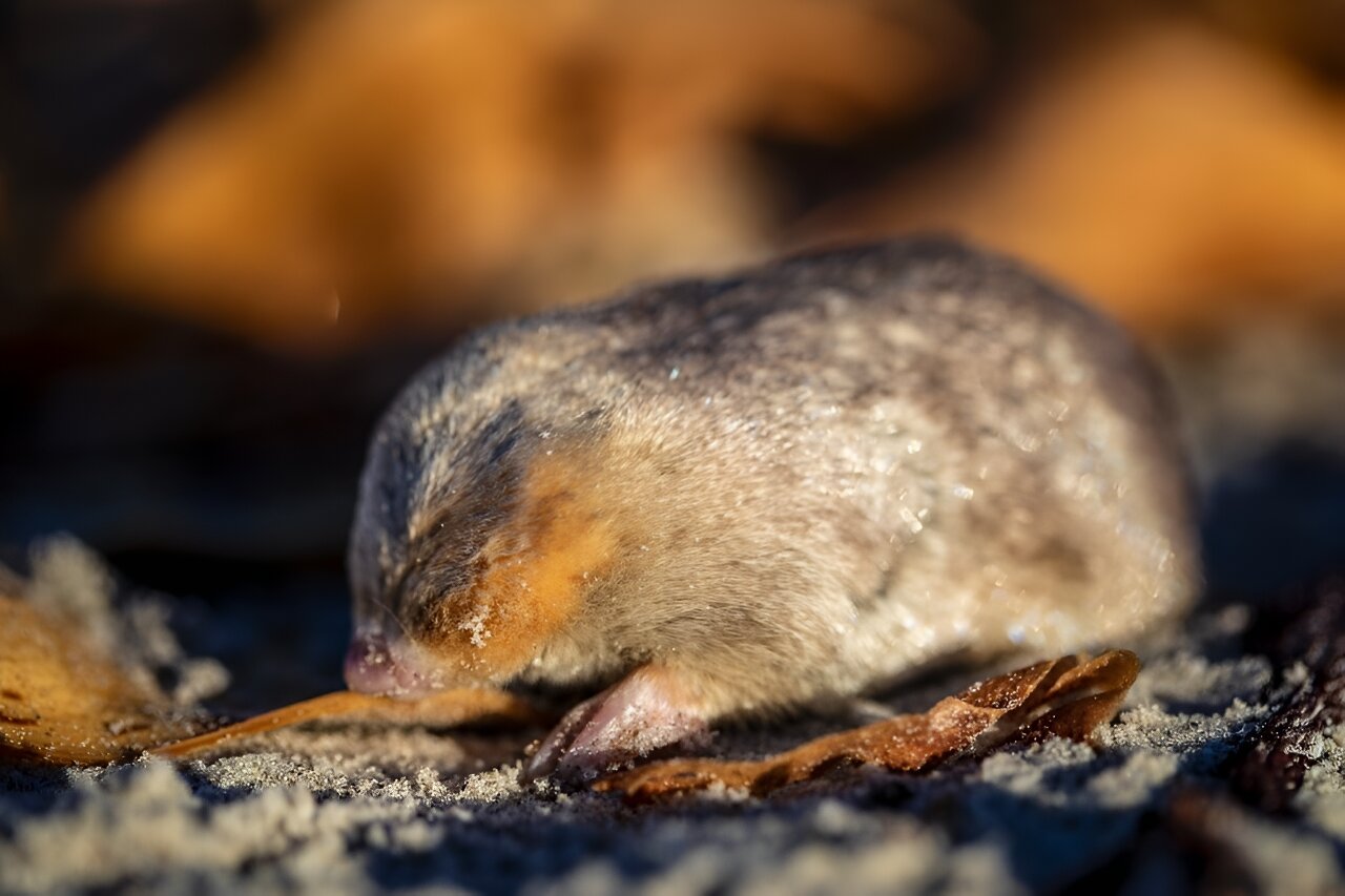 Bashful golden mole detected in South Africa after 87 years