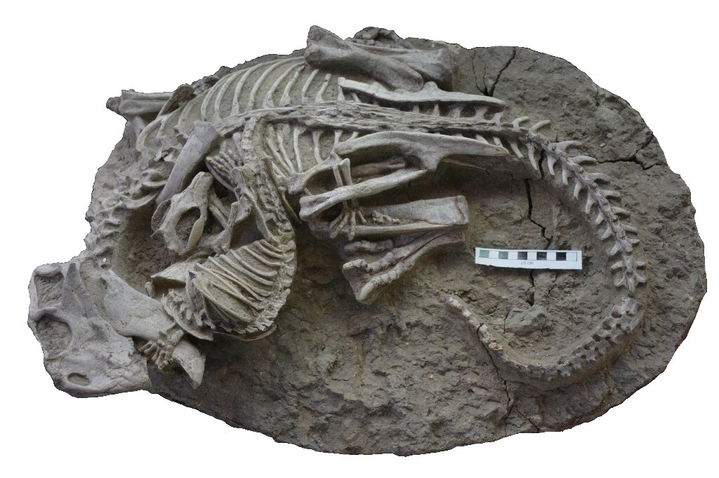 Un mammifero morde un dinosauro in una scoperta di fossili “irripetibile”.