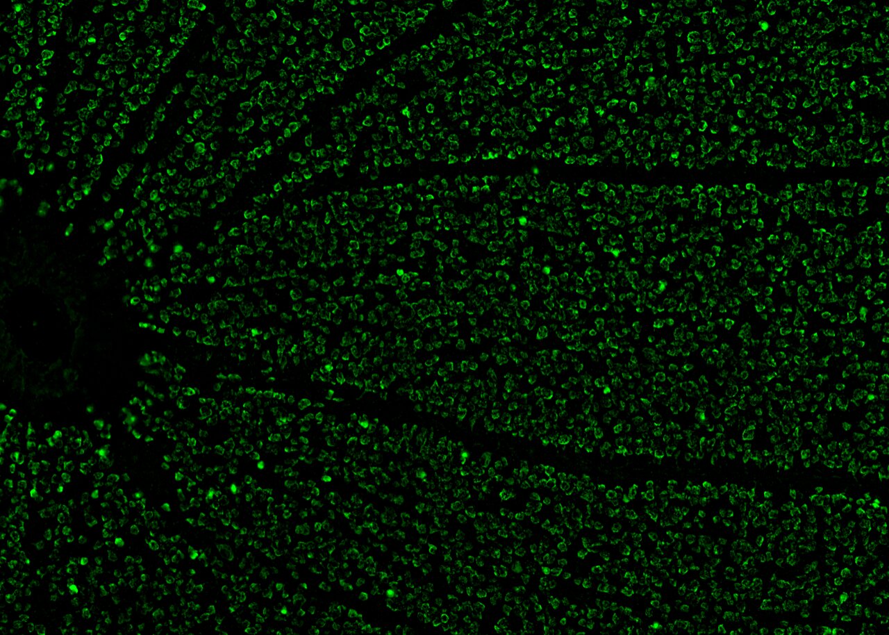 The functional organisation of cells in the retina is shaped by natural panoramic environments