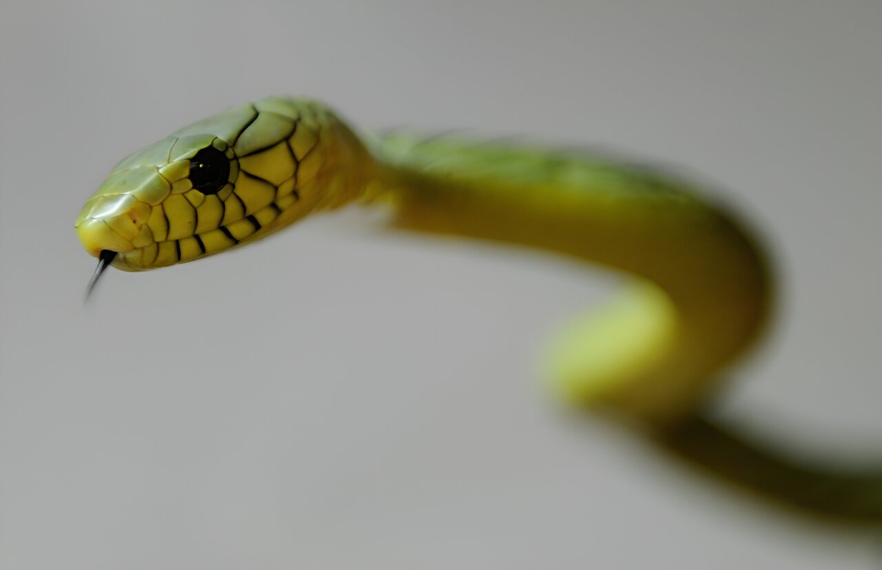 #’Extremely venomous’ green mamba loose in Netherlands