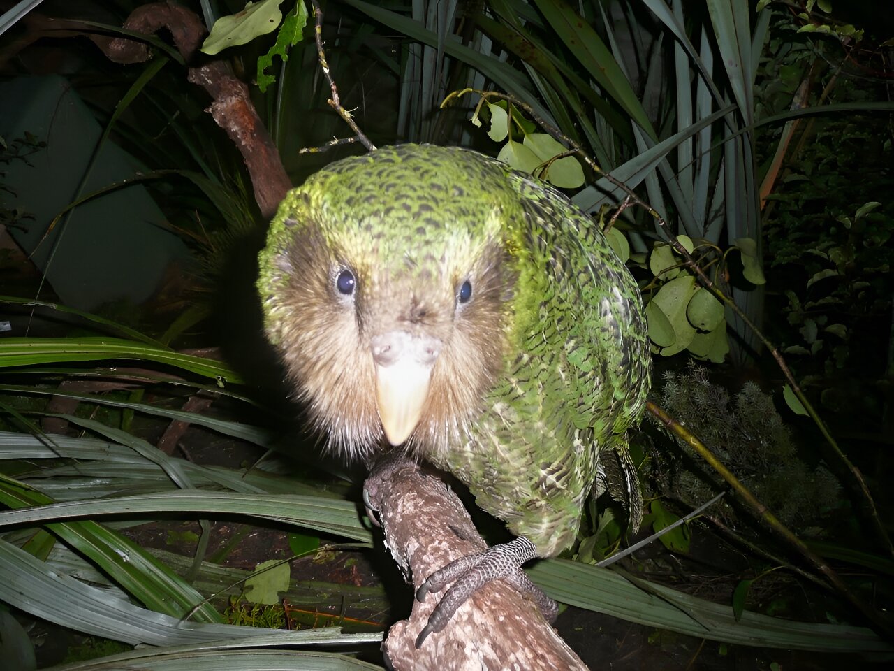 the kakapo a chubby pa