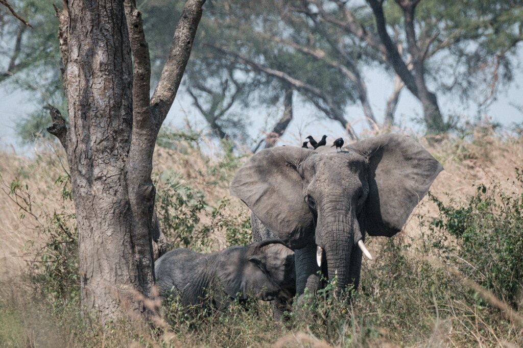 #Uganda wildlife numbers soar due to enhanced protection
