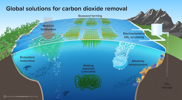 The ocean's mysterious twilight zone may help fight climate change - Vox