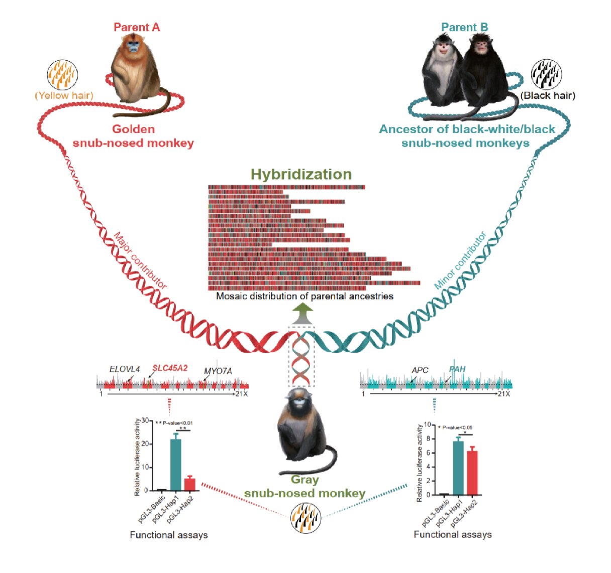 primate family tree