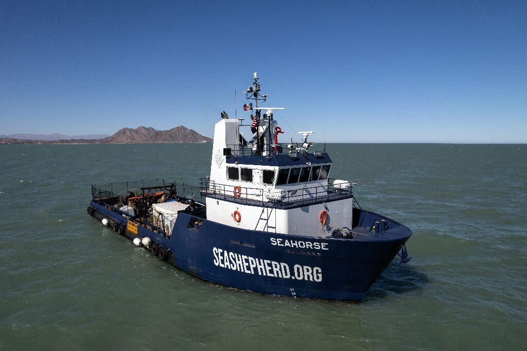 COVID-19 forces Sea Shepherd to suspend patrols to protect last vaquitas