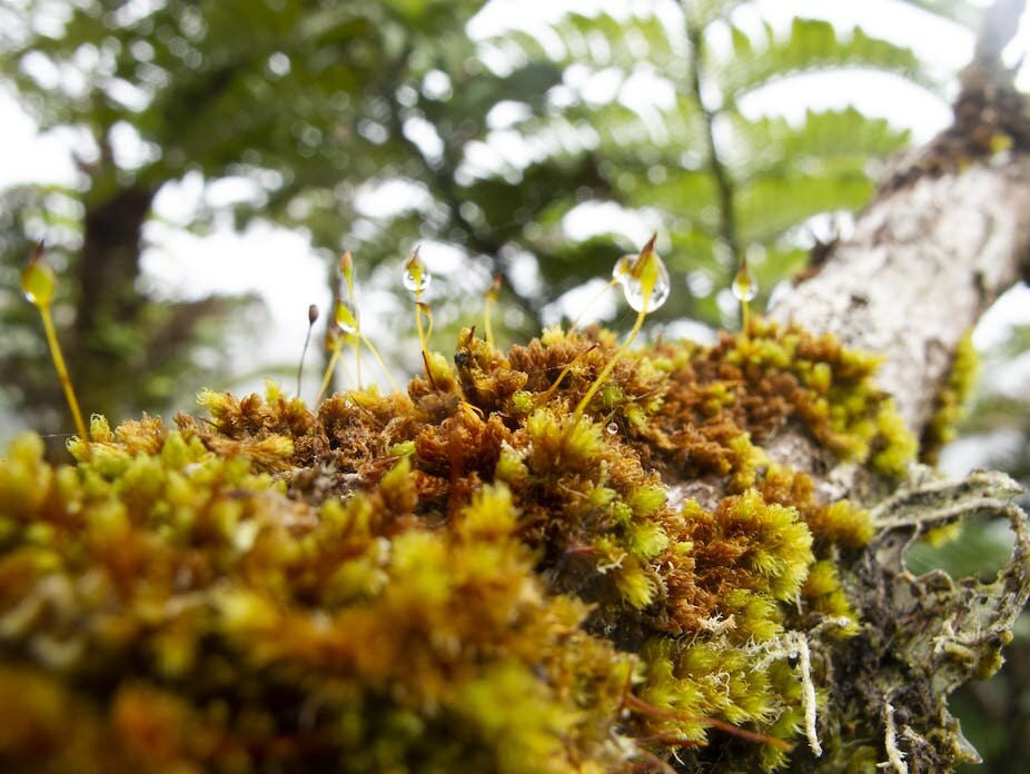 photo of The secret world of moss, ancient ancestor of all plants and vital for the health of the planet image
