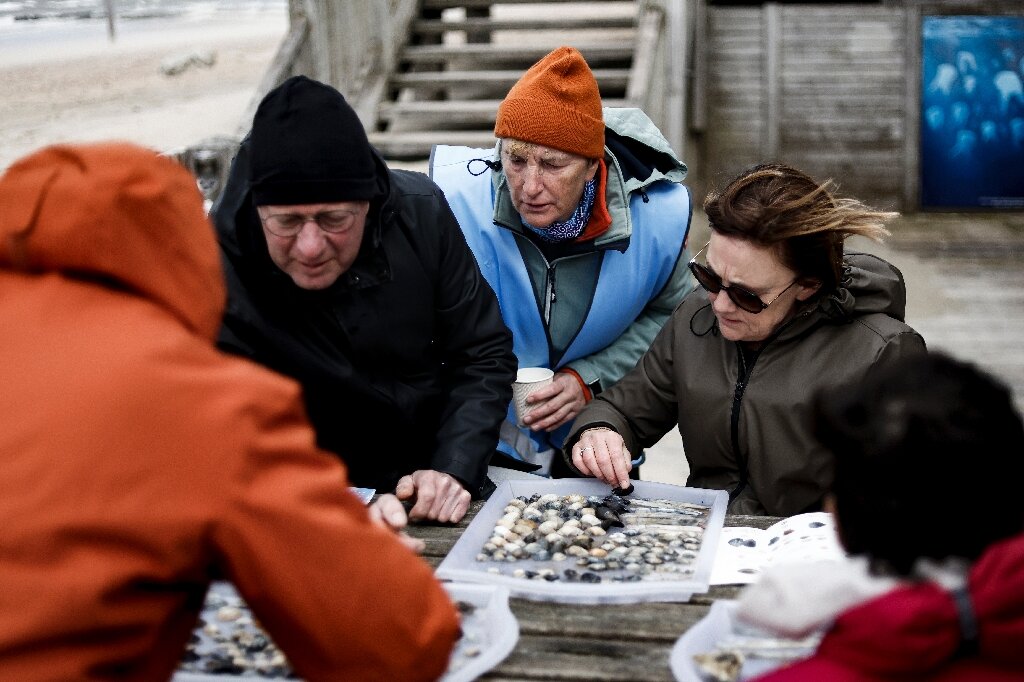 North Sea shell survey brings out volunteers