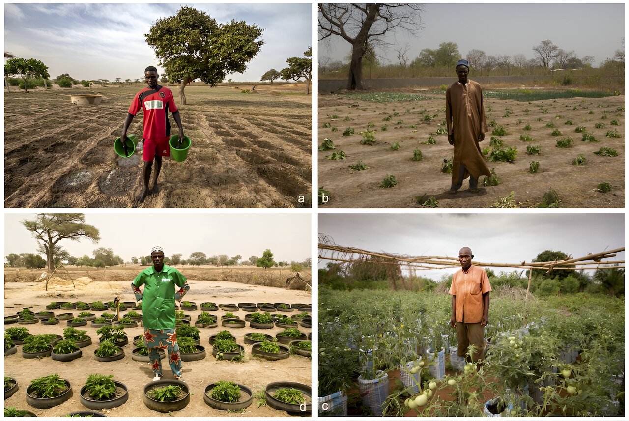 #How farmers in the Sahel grow crops with little to no water