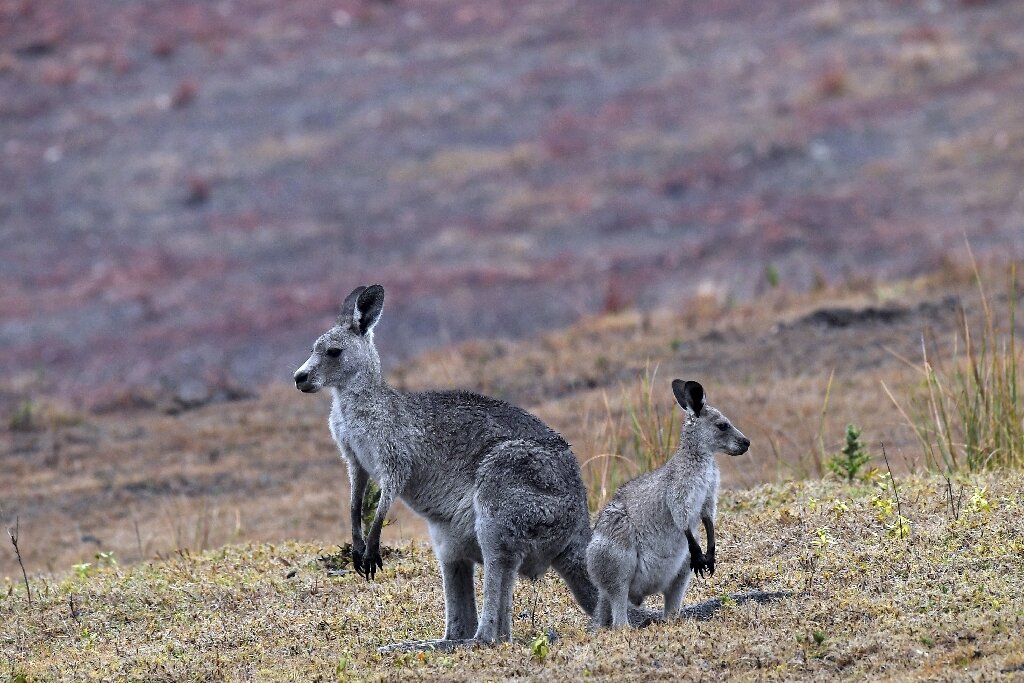 Australia advised to cull kangaroos to prevent starvation.