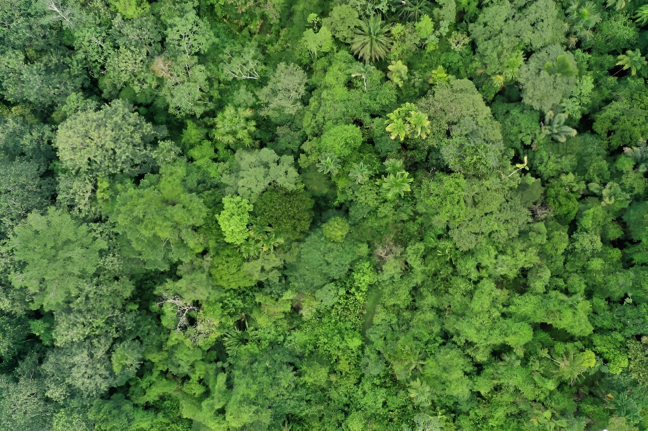 As florestas tropicais estão se aproximando de limites críticos de temperatura