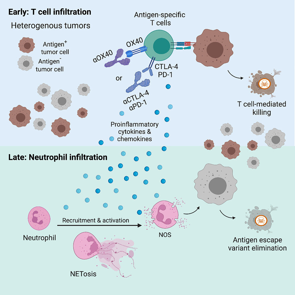 Two cancer research studies reveal essential role of neutrophils