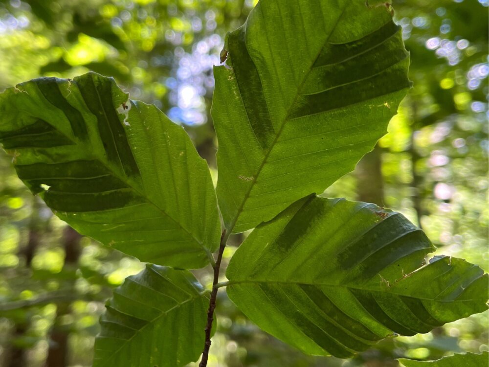Under the canopy: Researchers study beech leaf disease in
