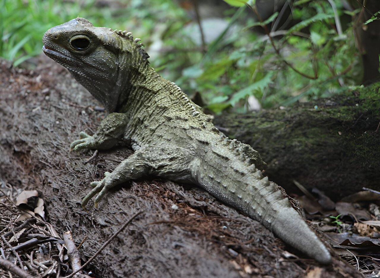 photo of Unlocking the secrets of tuatara sperm in an effort to improve the survival chances of this at-risk reptile image