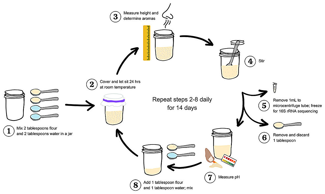 Używanie różnych rodzajów mąki na zakwas sprzyja powstawaniu różnych bakterii i smaków