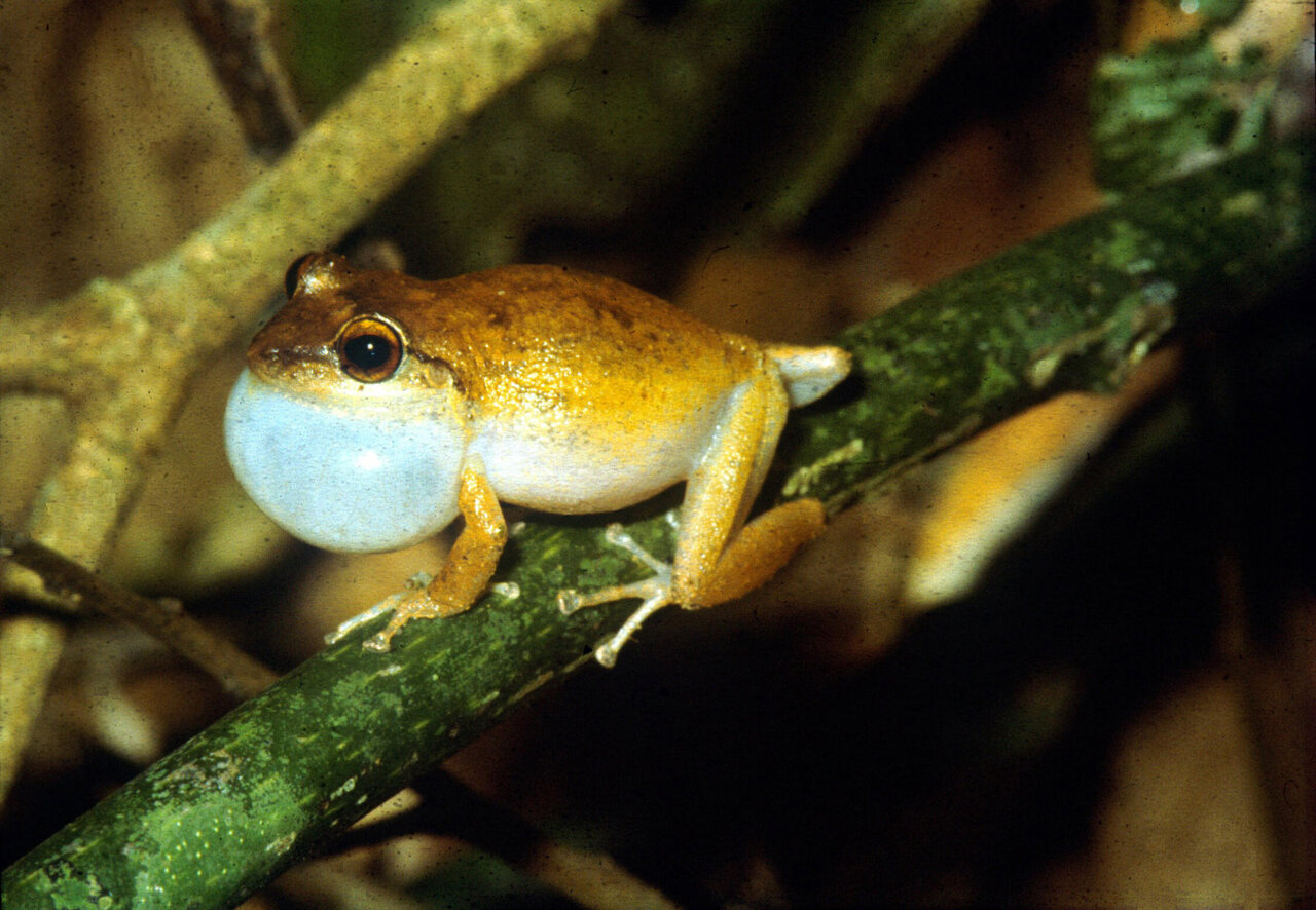 Frogs in hot water: Habitat shrinking for Gondwana rainforest