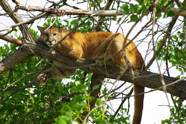 Opinion: What tracking mountain lions taught me about adaptability