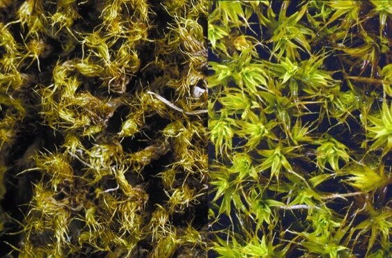 Mosses are the lifeblood of plant ecosystems, say researchers