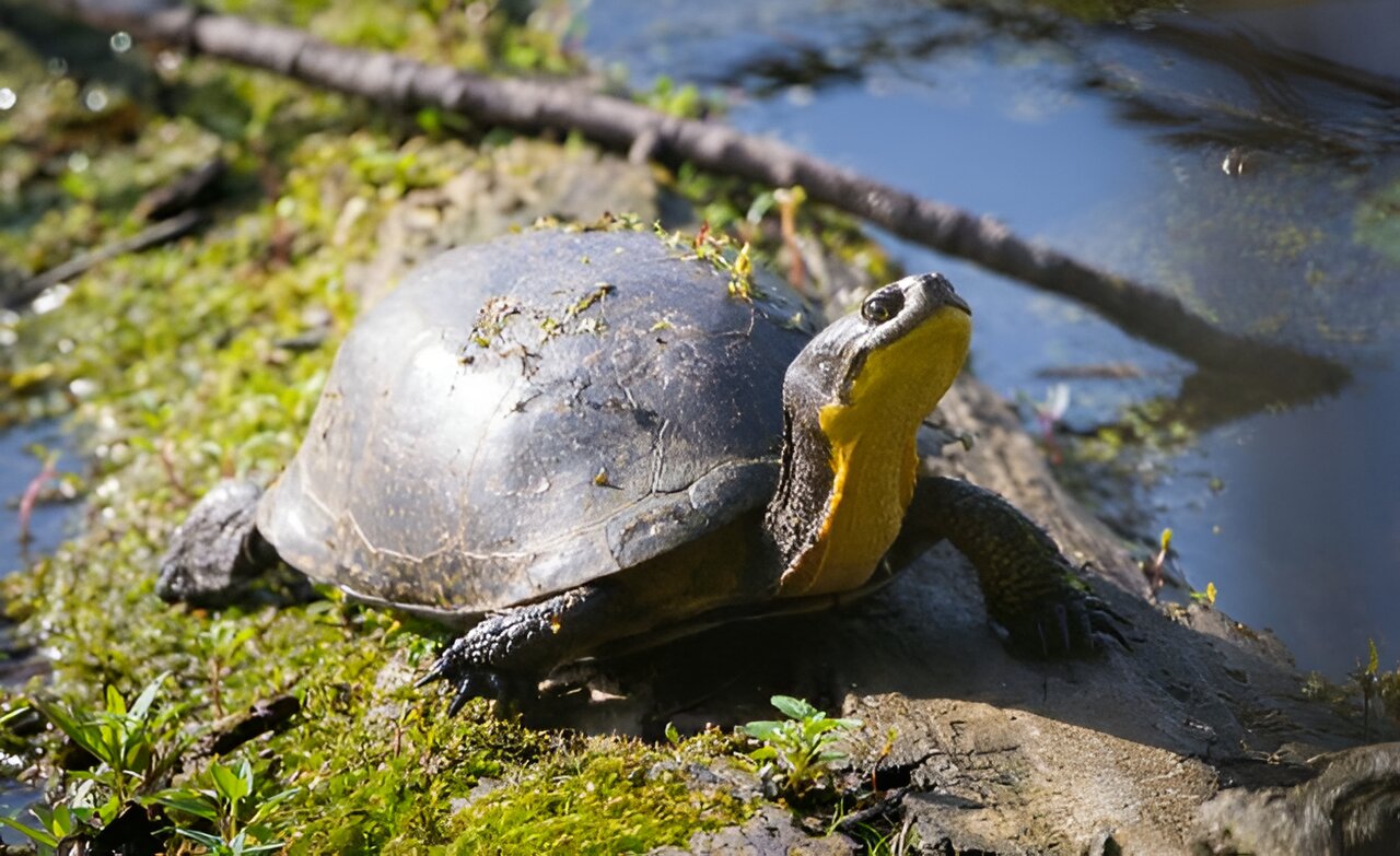 Wildlife mitigating measures no help for Ottawa’s freshwater turtles, says study