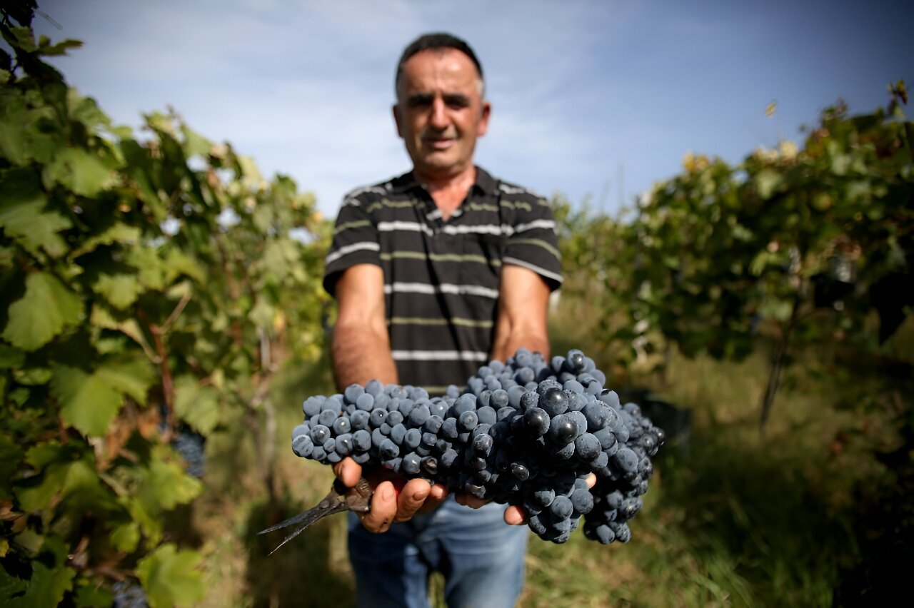 #Albania winemakers struggle with warmer world