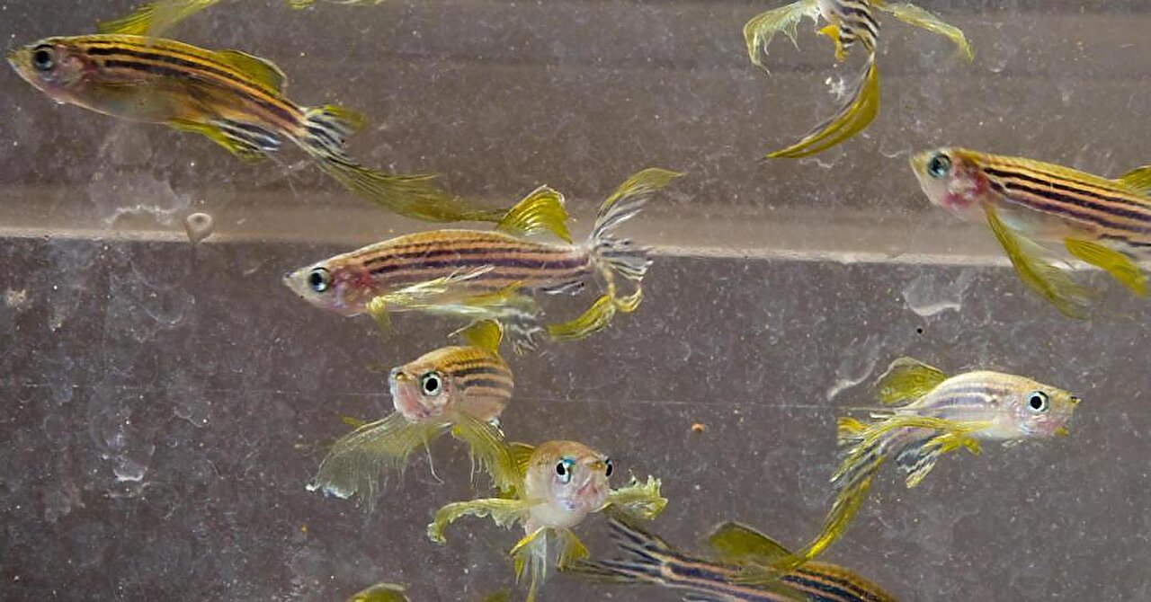Researchers discover mechanism that promotes neurogenesis in zebrafish, potential for activation in humans