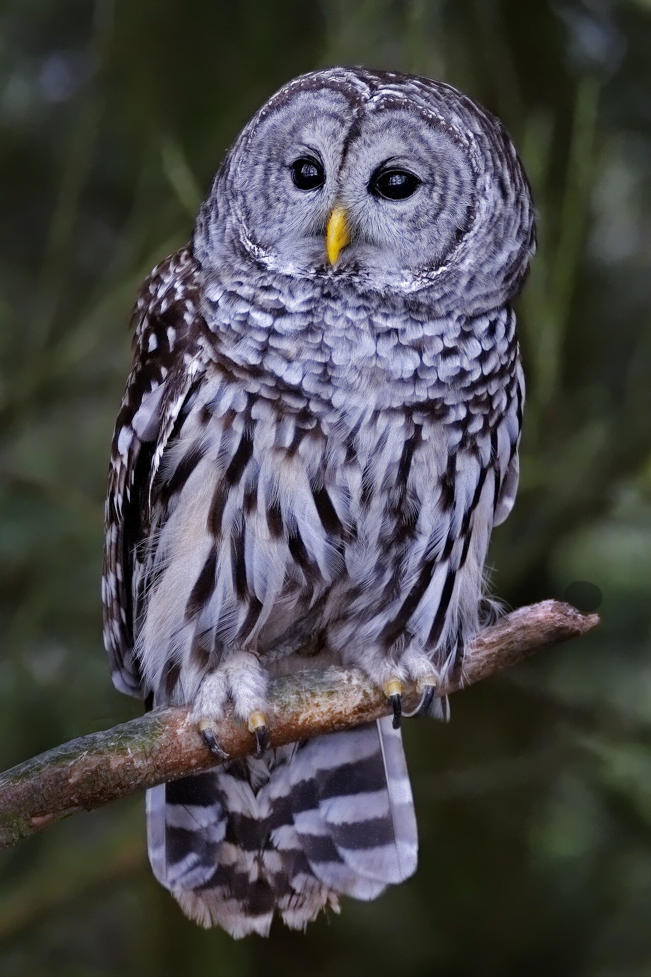 photo of Plan to shoot thousands of West Coast owls ignites protest image