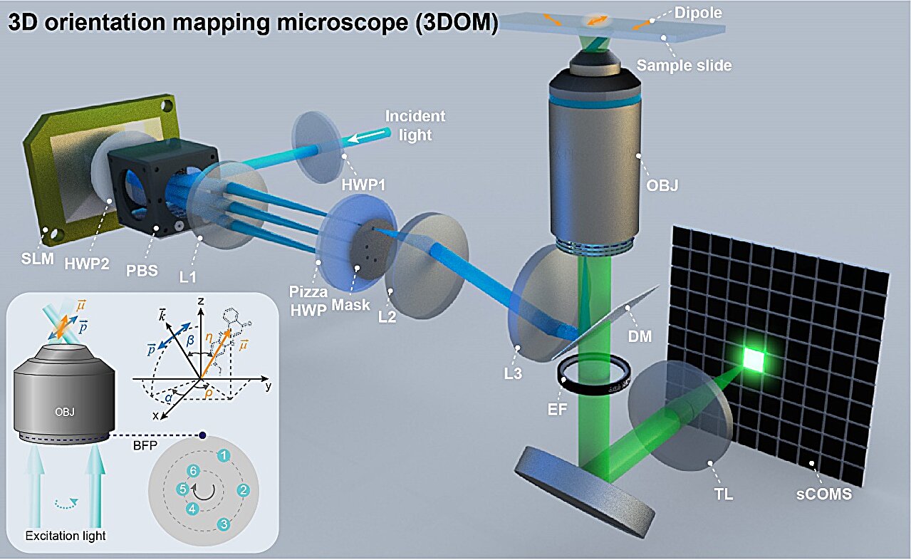 photo of Research presents 2D dipole orientation method for mapping cells image