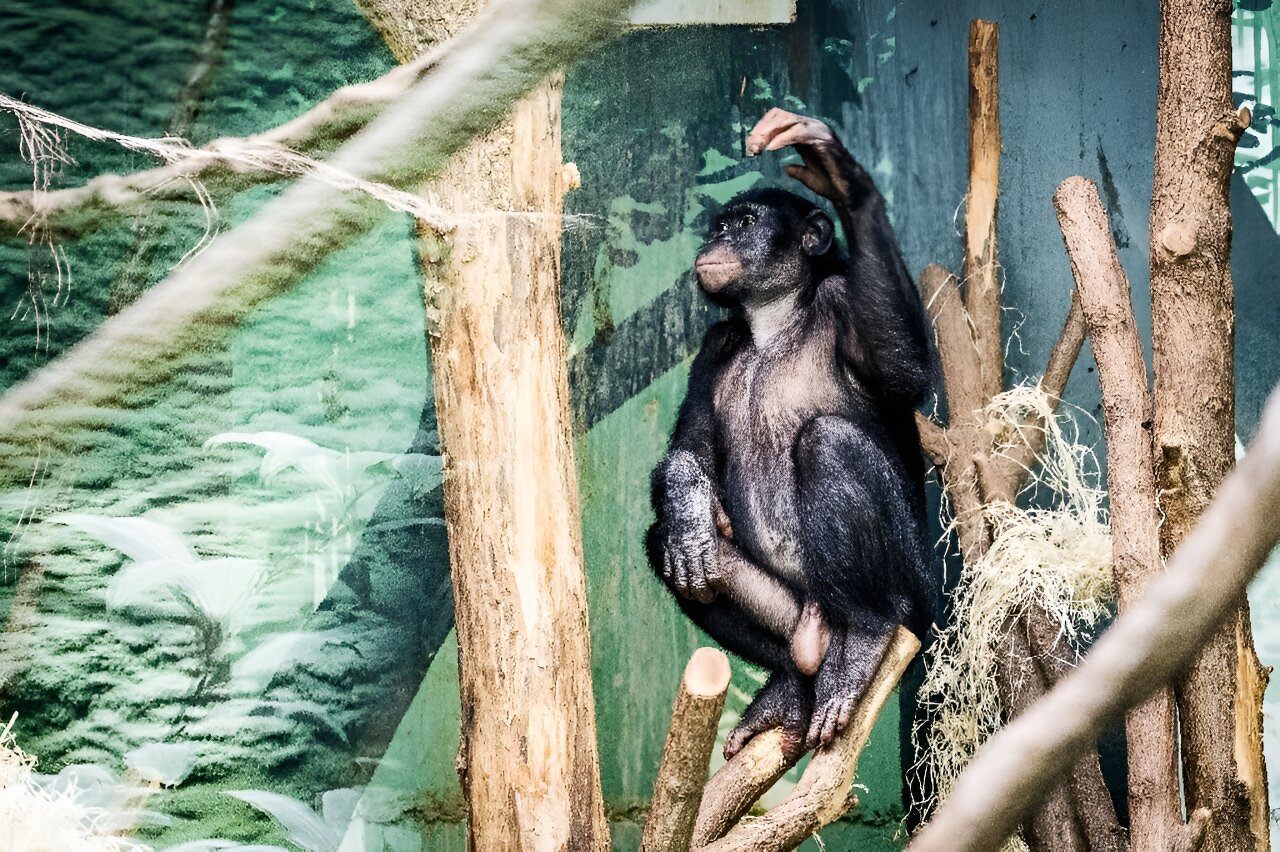 #Study finds aggressive bonobo males attract more mates