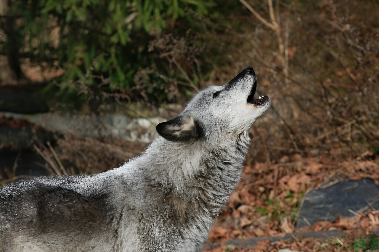 photo of US Republicans vote to remove wolf protections image