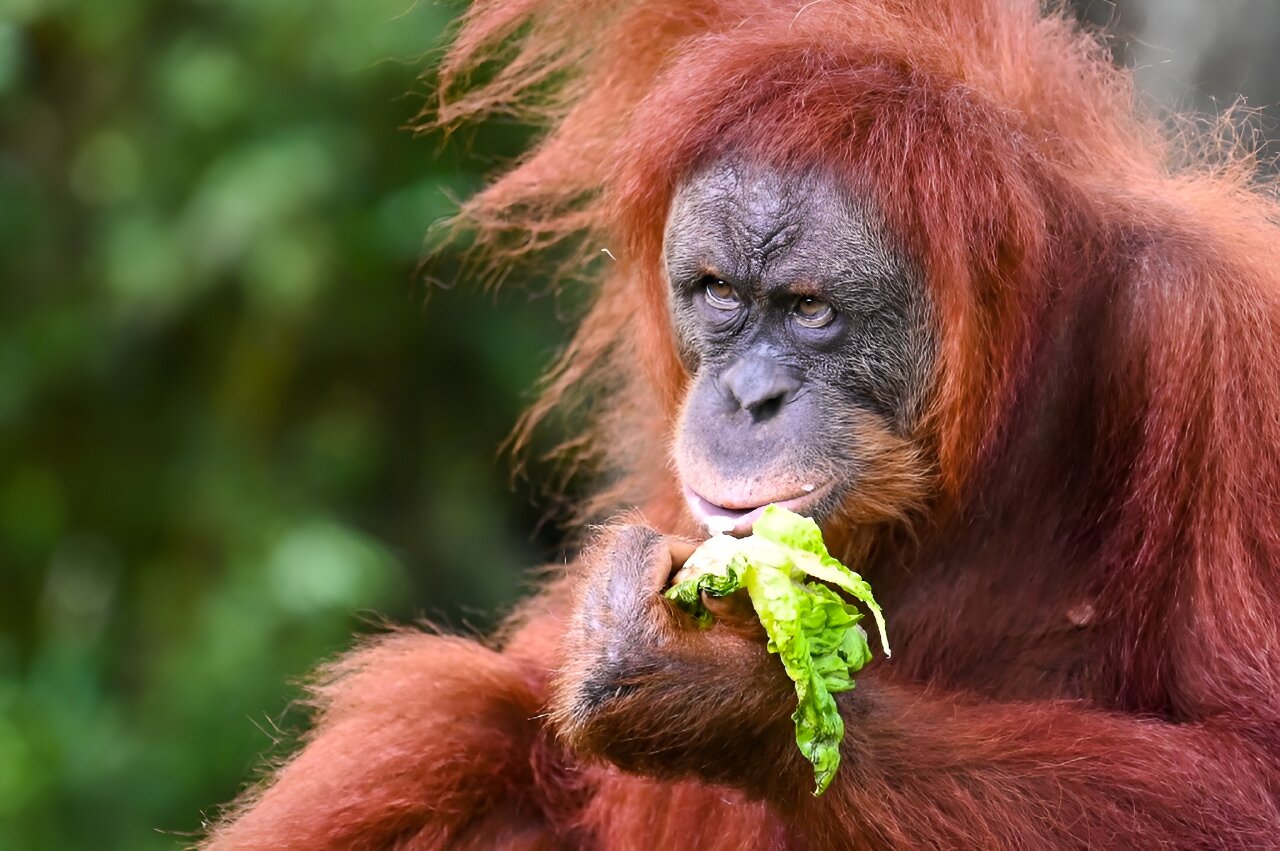 photo of Malaysia plans to introduce 'orangutan diplomacy': minister image