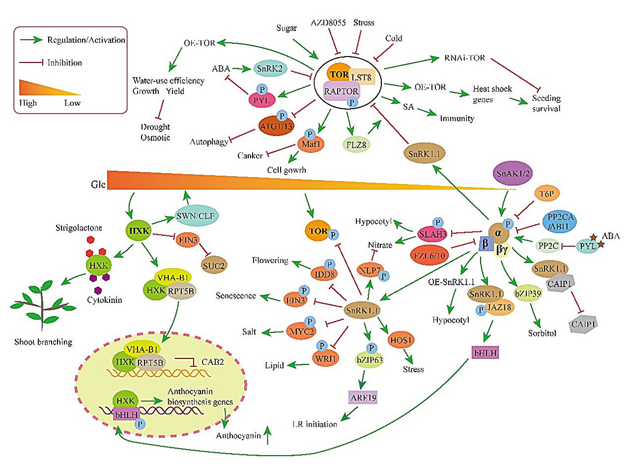 photo of A systematic review of three key sugar metabolism proteins: HXK, SnRK1 and TOR image