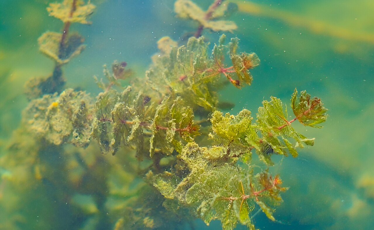 Algae offer real potential as a renewable electricity source, new Concordia research shows