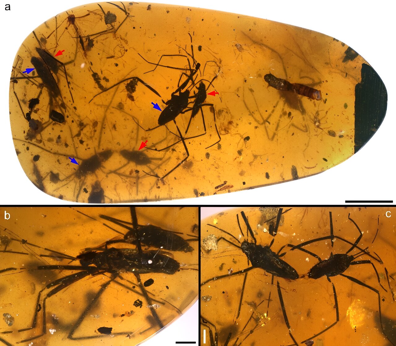 photo of Amber reveals mating behavior of cretaceous water striders image