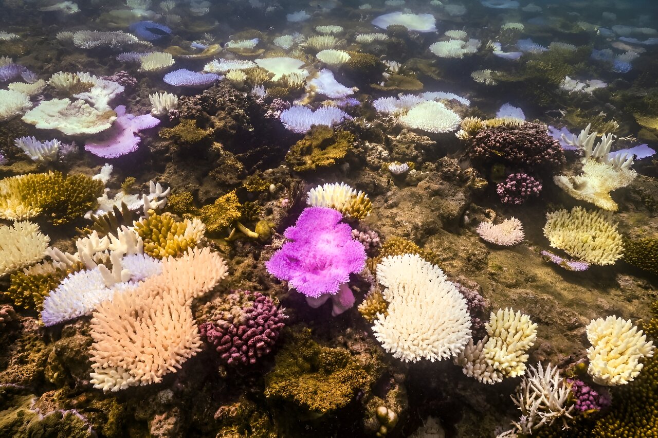 #Australia’s Great Barrier Reef struggles to survive