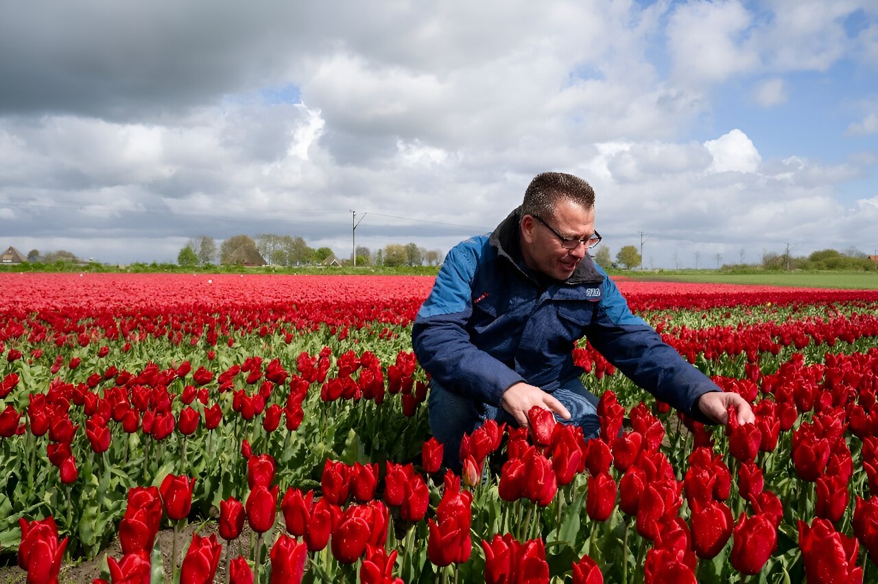 photo of Climate change, Brexit threaten to wilt Dutch tulips image
