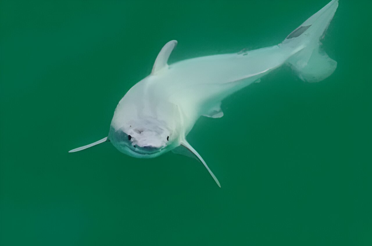 Best of Last Week—newborn great white shark, Avocado the robot