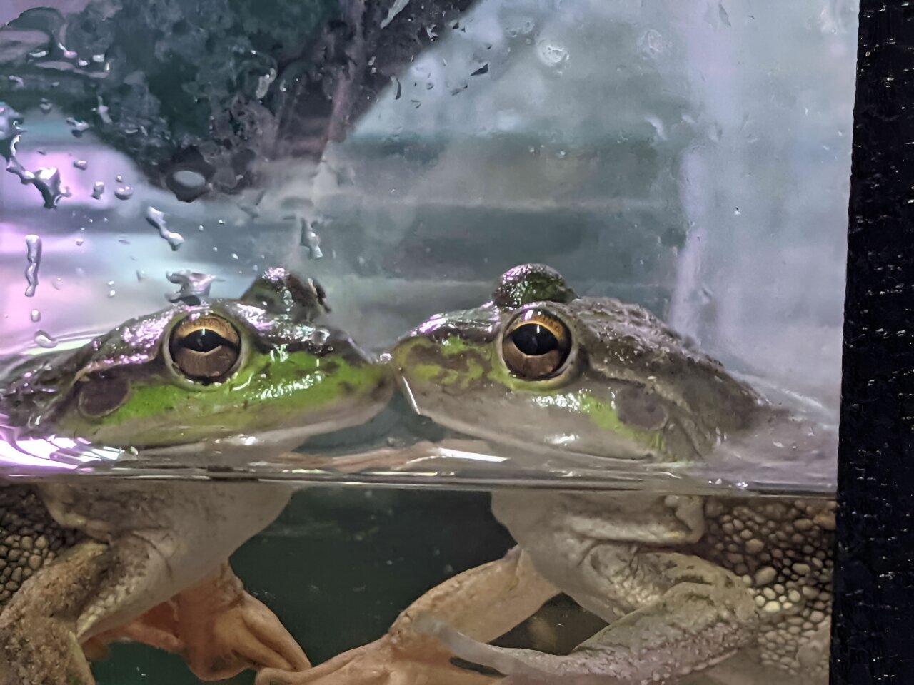 Experts determine best way to breed frogs in captivity