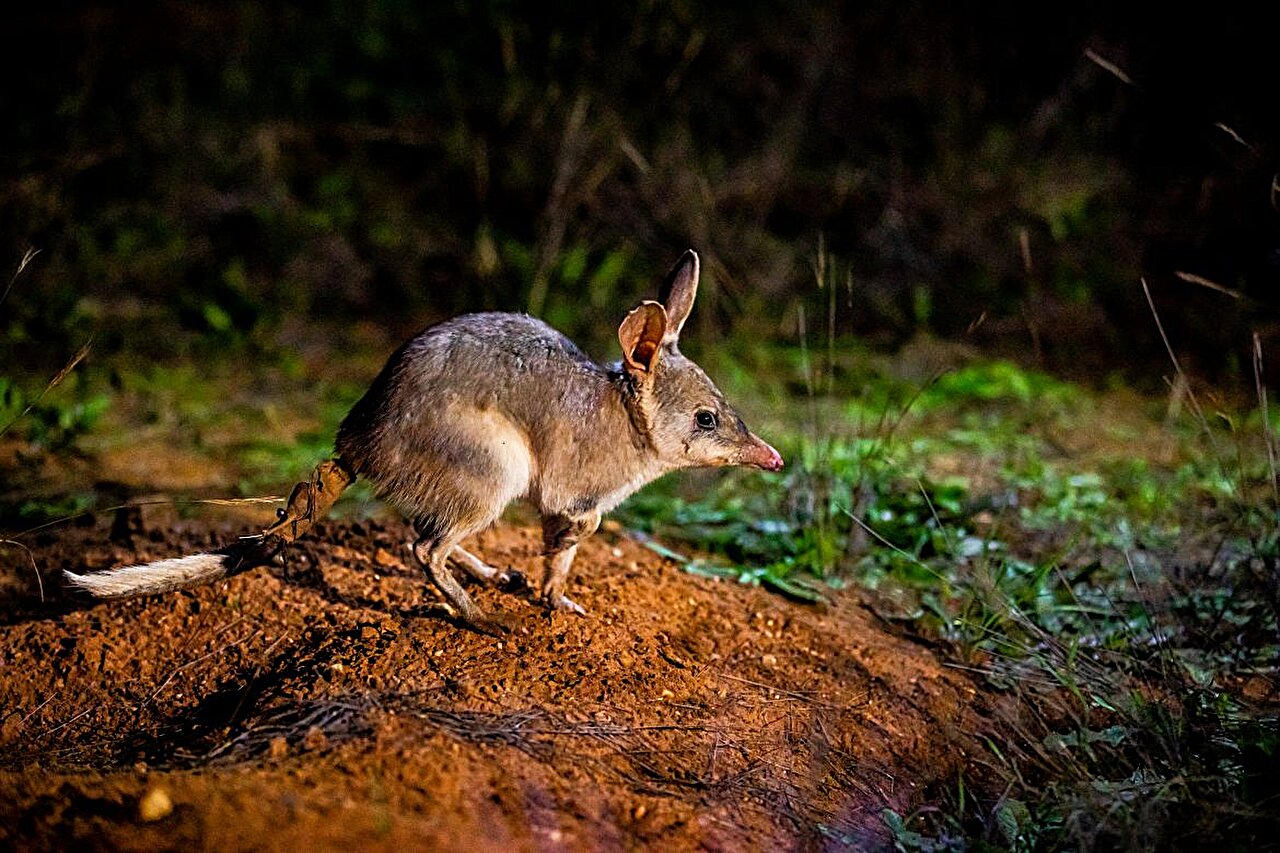 photo of Bilbies could hop back into mild climate zones, study finds image