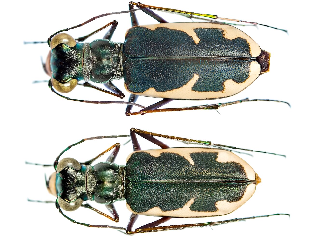 photo of Biologists uncover new species of tiger beetle: Eunota houstoniana image