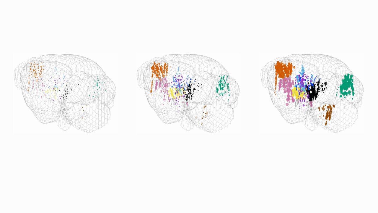 Brain-Wide Decision-Making Dynamics Discovered