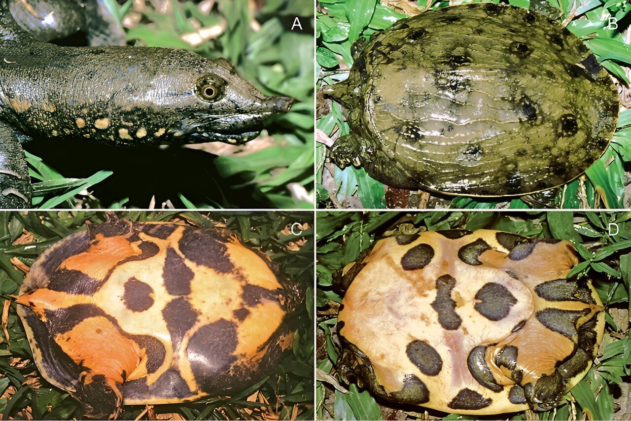 Breeding programs initiated in Vietnam to help turtle species threatened by extinction