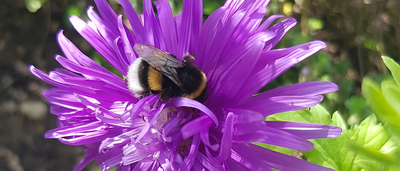 photo of Bumblebees don't care about pesticide cocktails: Research highlights their resilience to chemical stressors image