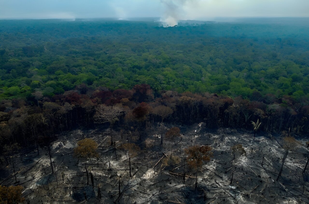 #Deforestation in Brazilian Amazon halved in 2023